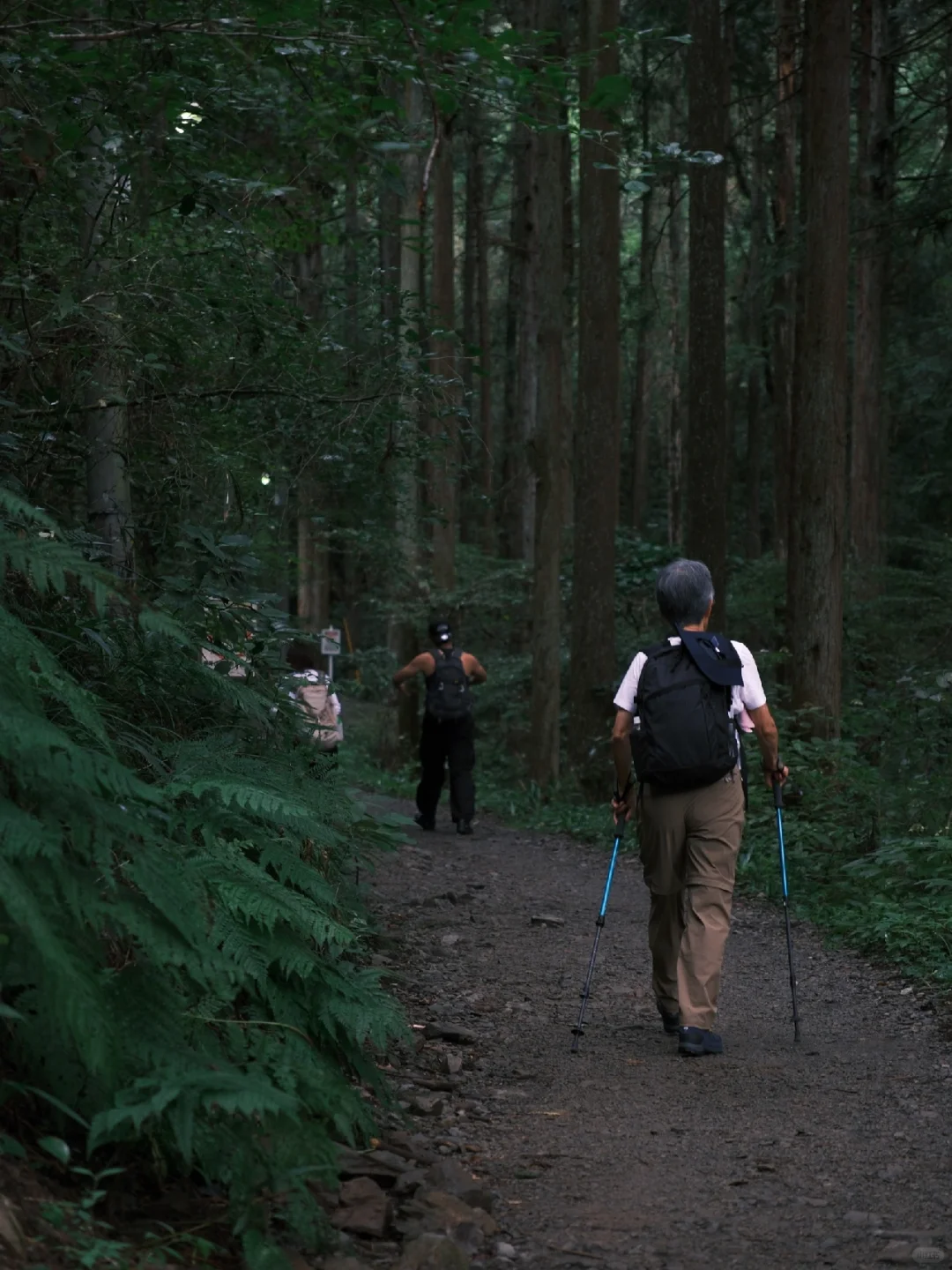 Tokyo Day Trip Recommendation 🍁 | Hiking Through Forest Streams: Mount Takao