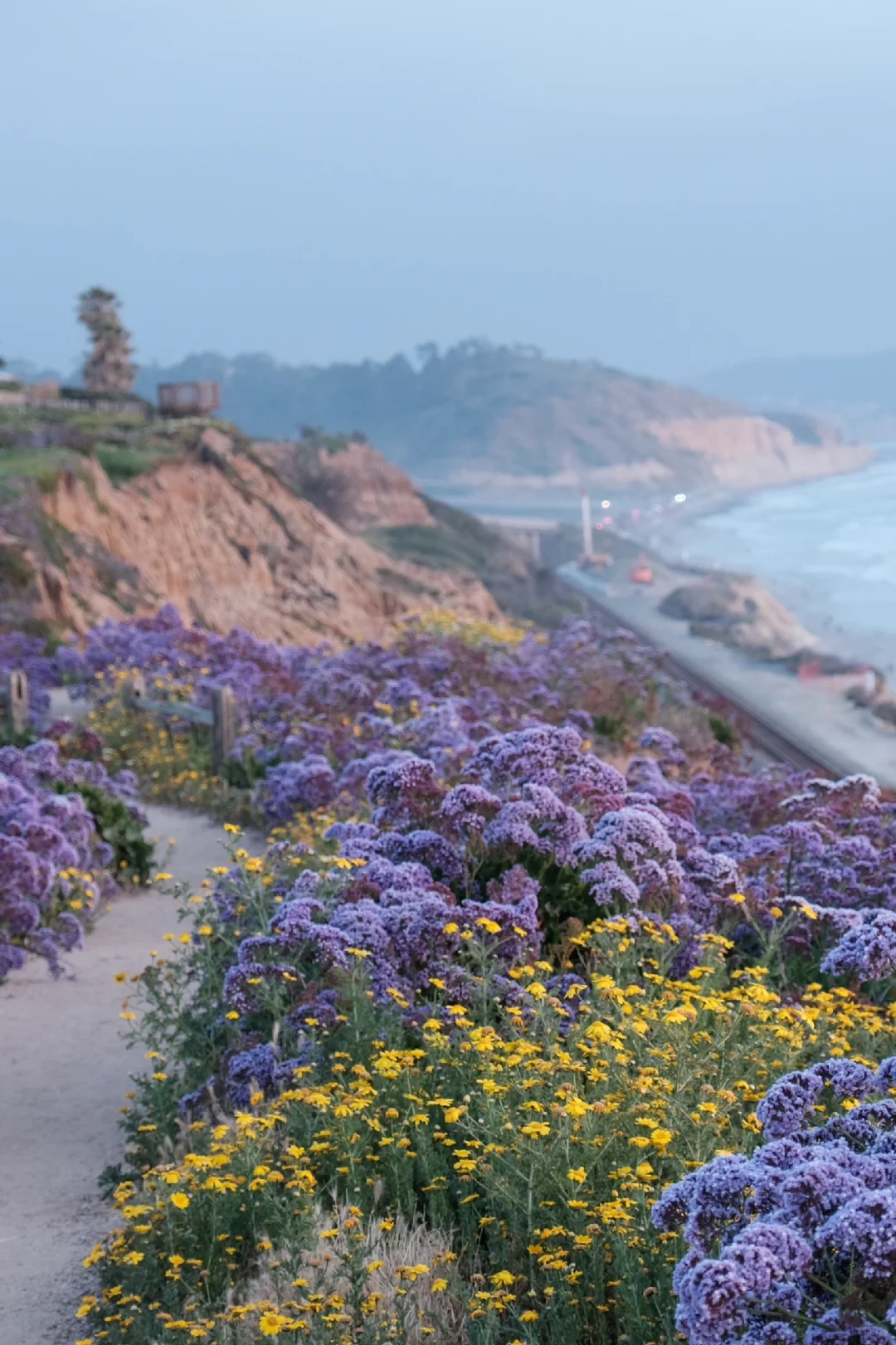 San Diego Hiking | Falling into a Springtime Oil Painting 💜