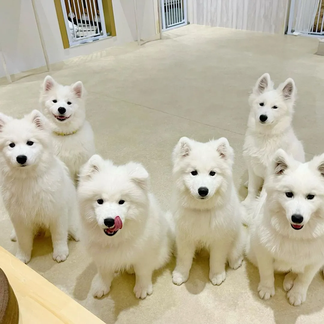 Tokyo Harajuku · Omotesando Samoyed Cafe Moffu Awaits You!