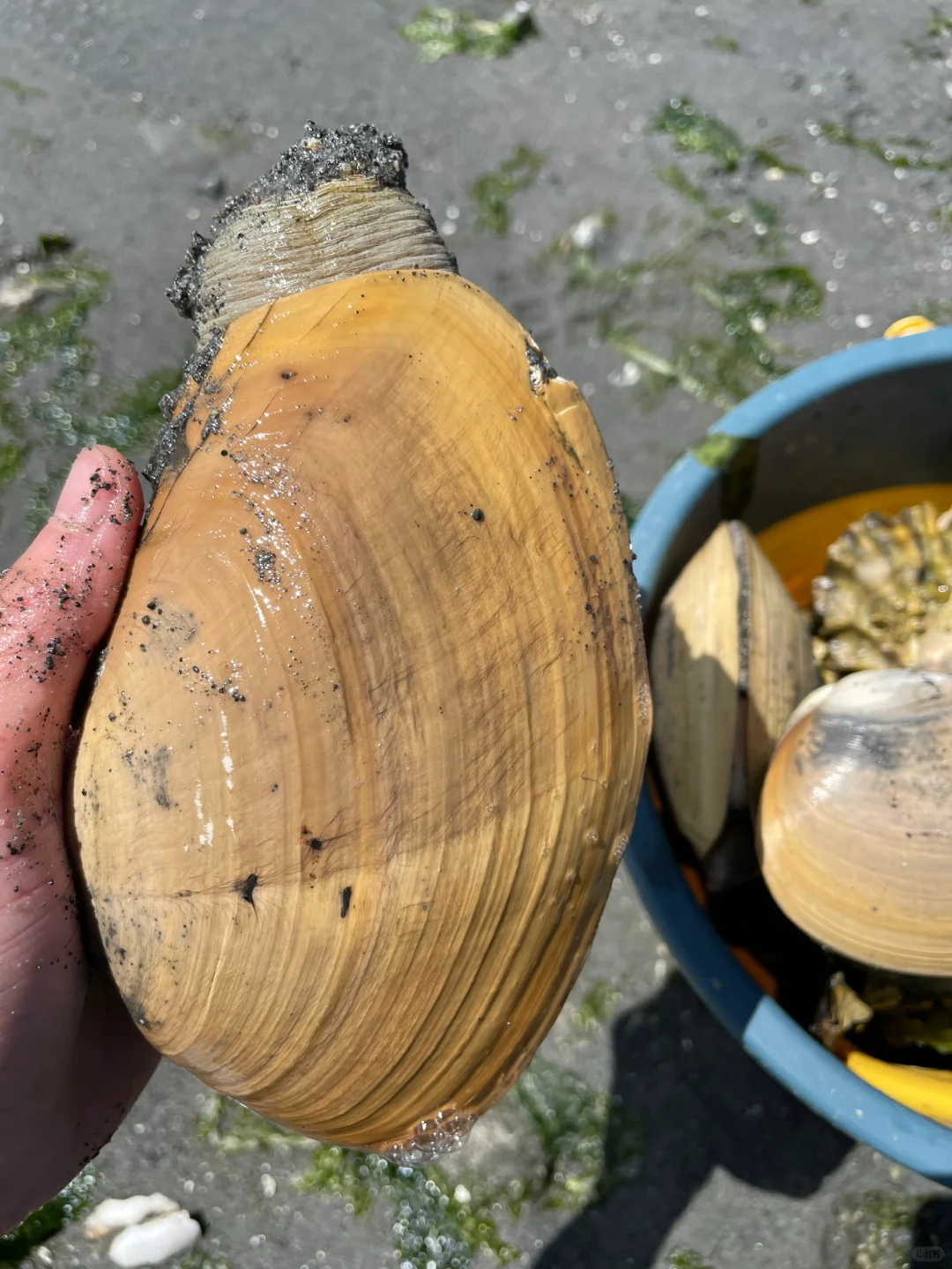 Digging for Clams at Indian Island County Park in Seattle