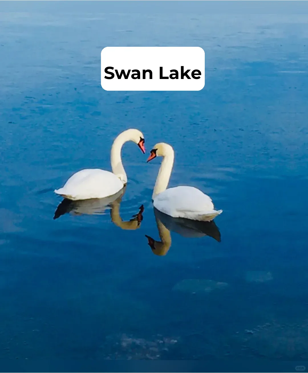 Swan Lake