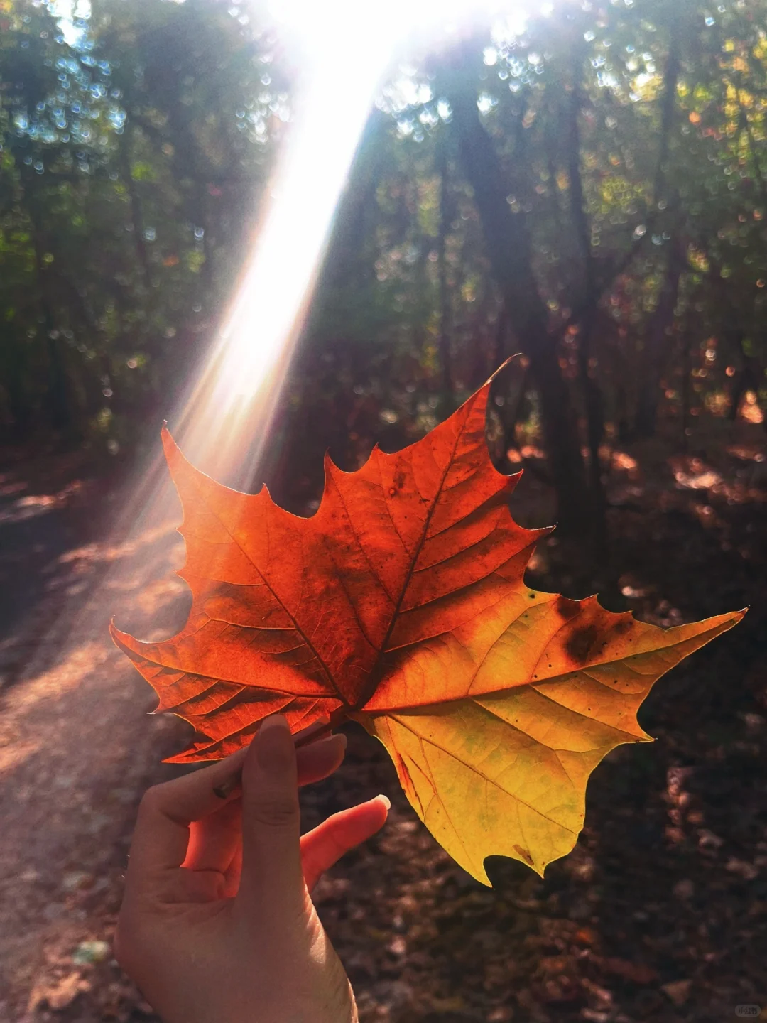 A Glimpse of Autumn in Houston 🍂｜Terry Hershy Park