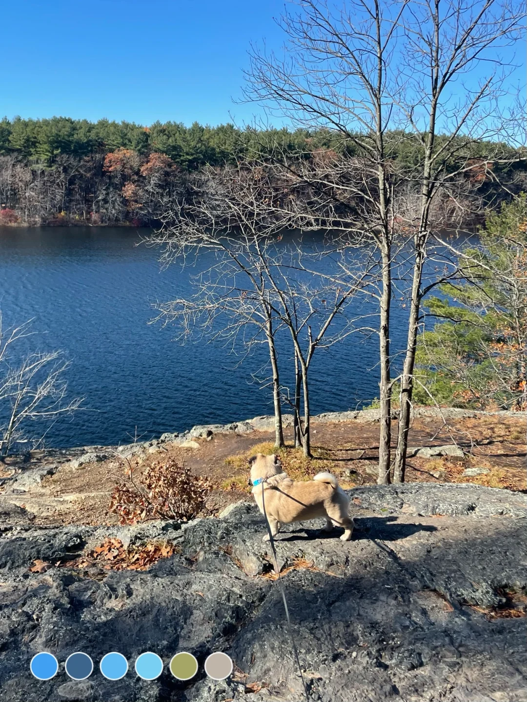 [November 2021] Boston Dog Park | Sheepfold Dog Park
