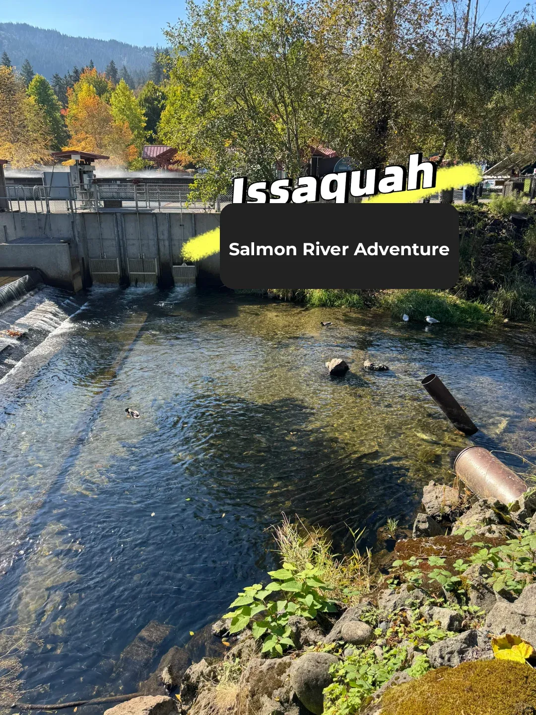🇺🇸 Seattle's Issaquah: Late Autumn Salmon Run 🐟