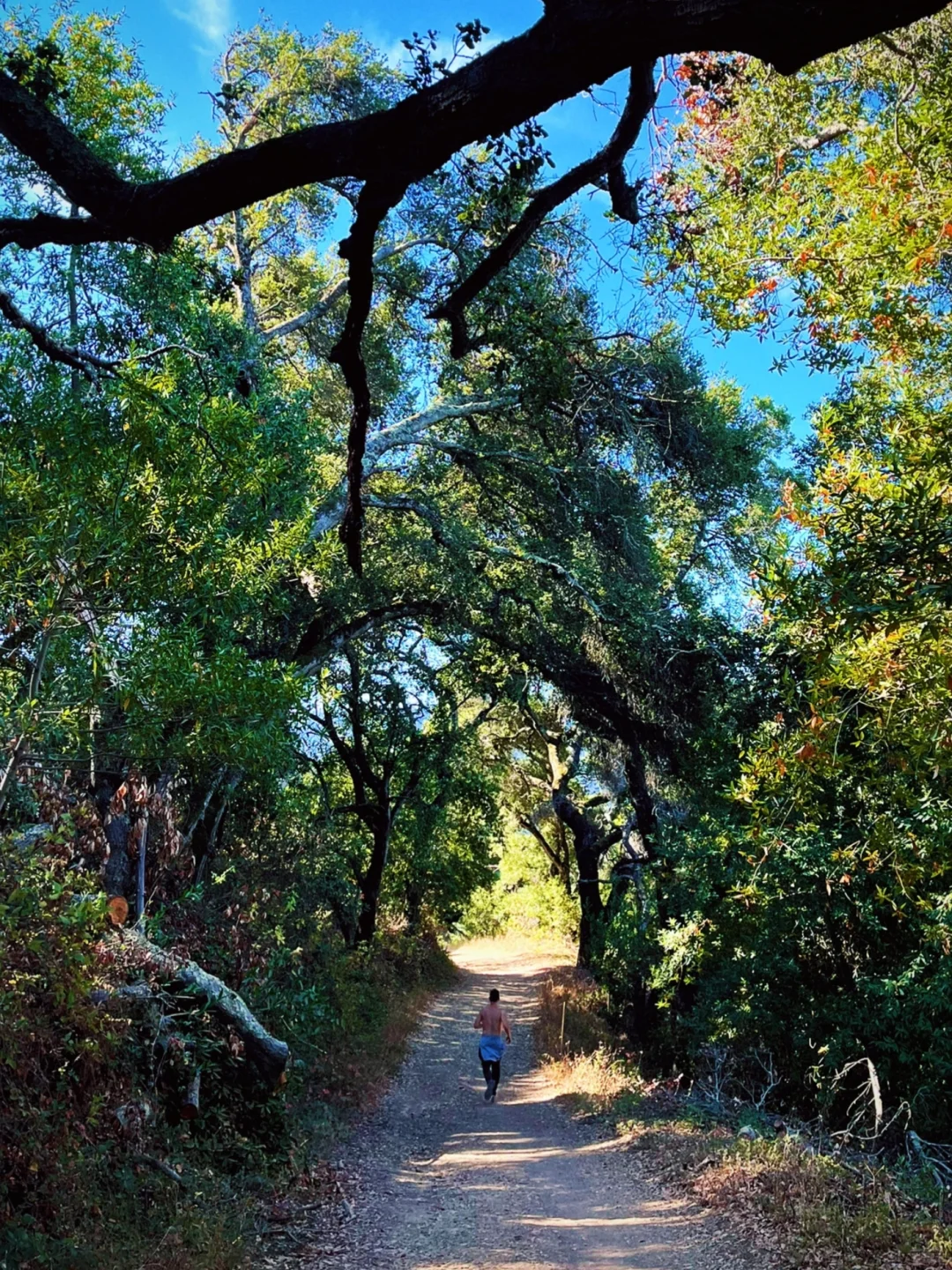 "Great Spot for Trail Running at Lexington Reservoir | Hiking Guide for the Bay Area"