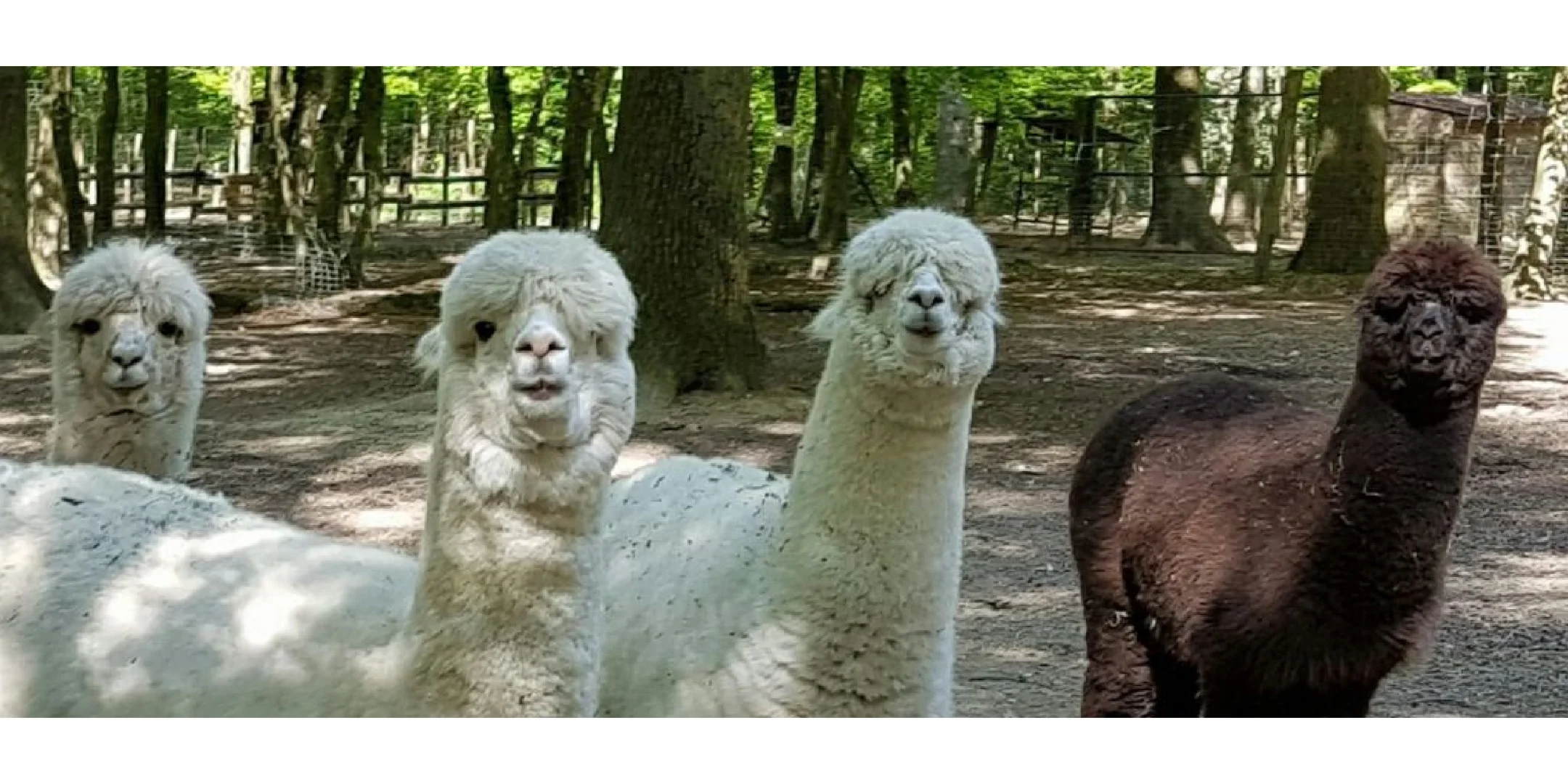 Family Time During Break | Free Half-Day Trip to the Zoo in Greater Paris