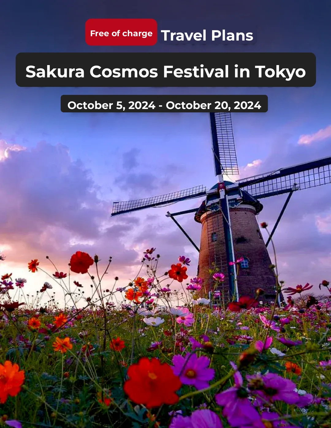 It's Japan, Not Holland! Breathtaking Sakura Cosmos Festival