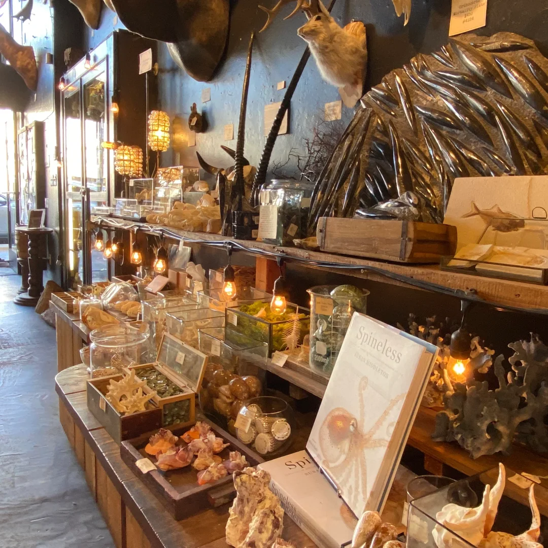 SF | Valencia St: The Quirky Taxidermy Shop