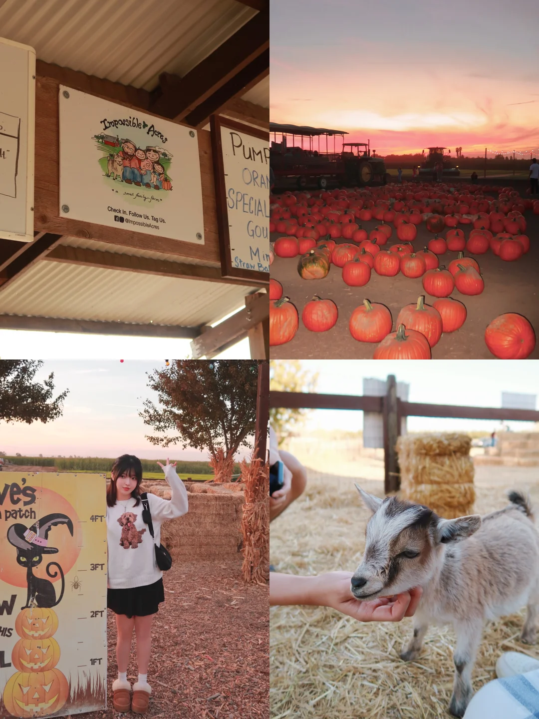 🎃 Little Animal Farm Near UC Davis 🍂