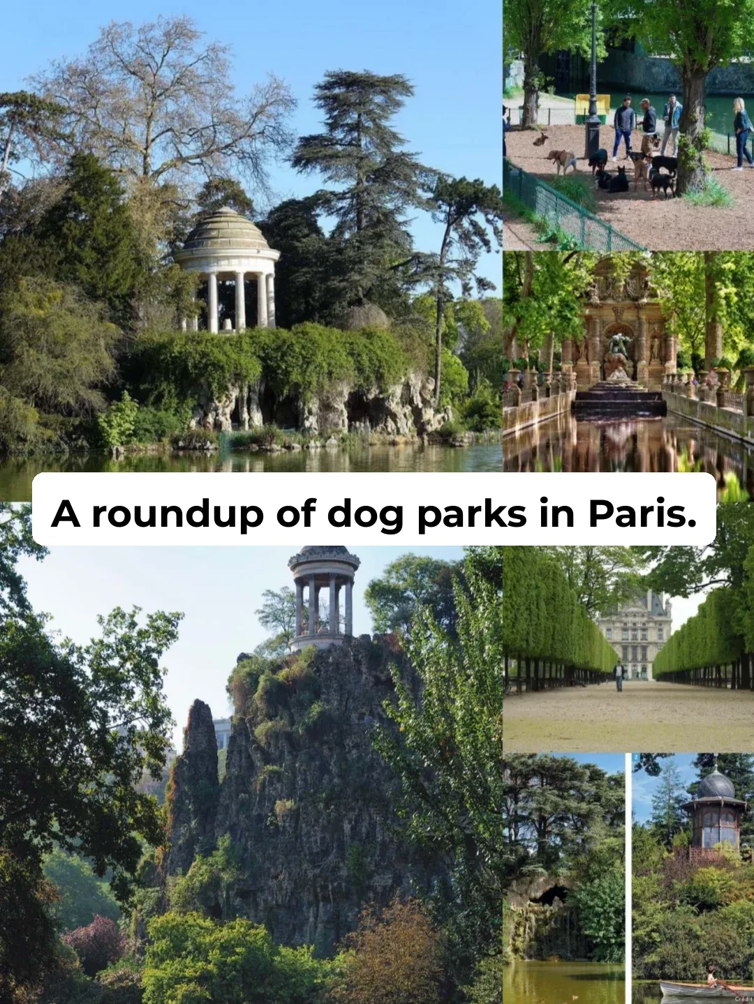 Pet Essentials ❗️ Where Do Parisians Take Their Dogs for Walks? 🔍