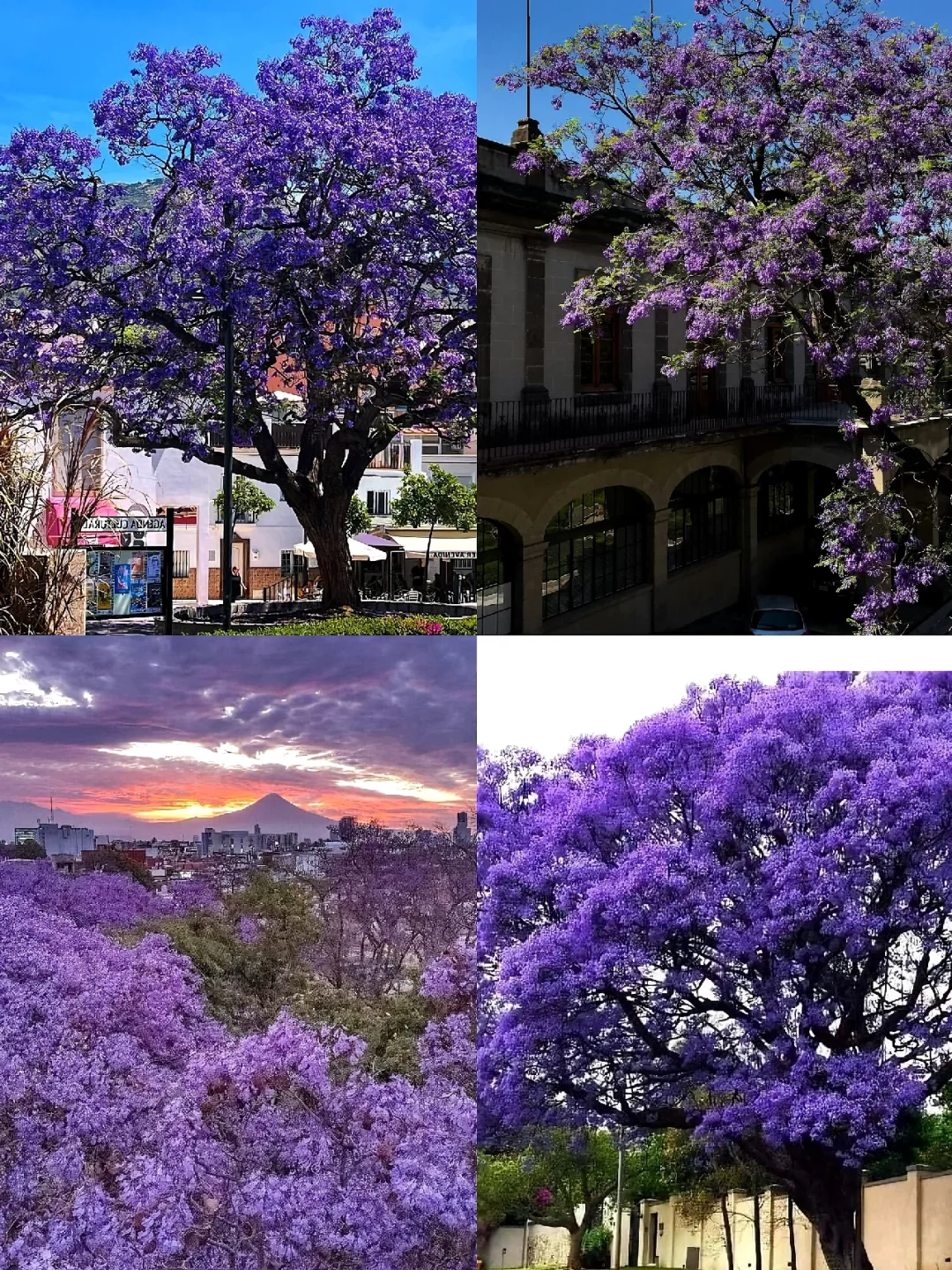 California Jacaranda Bloom Guide | 10 Must-Visit Spots to Bookmark