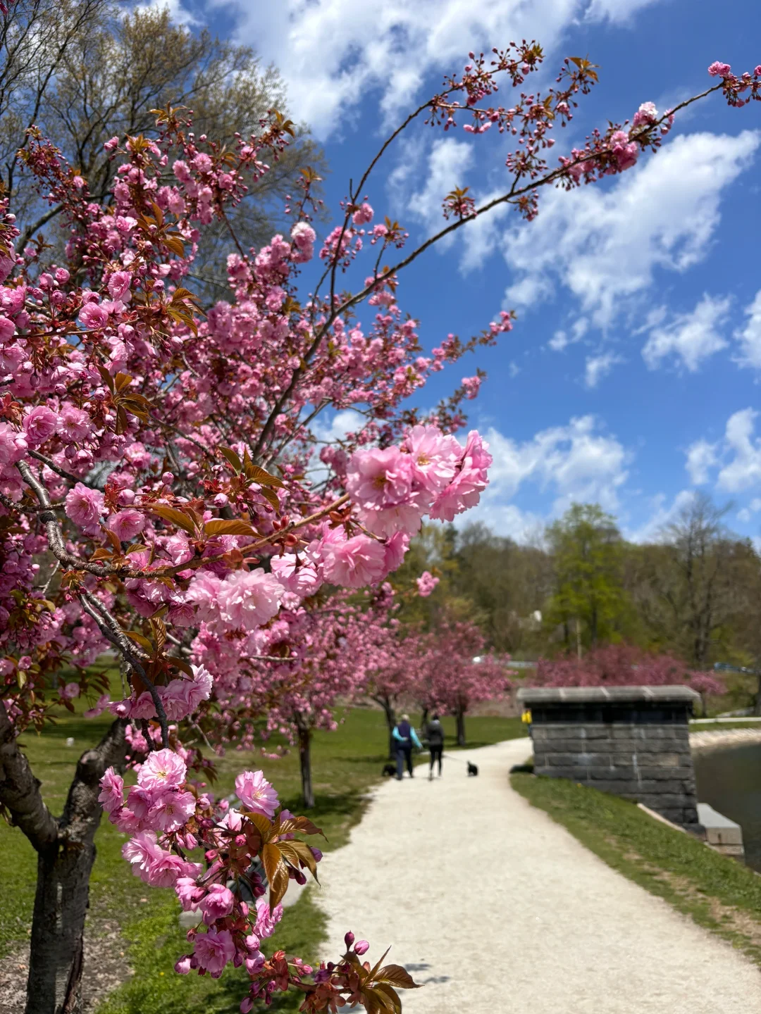 Boston folks, hurry over here to see the cherry blossoms—they're in full bloom right now! 🌸