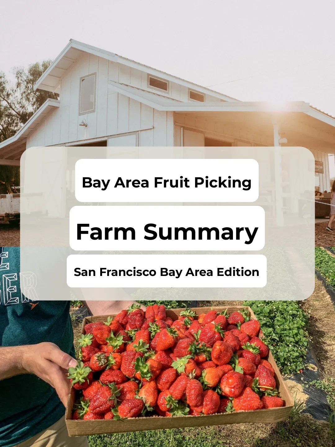 San Francisco Bay Area: A Guide to Fruit Picking – The Quintessential Bay Area Activity and a Summary of Local Farms