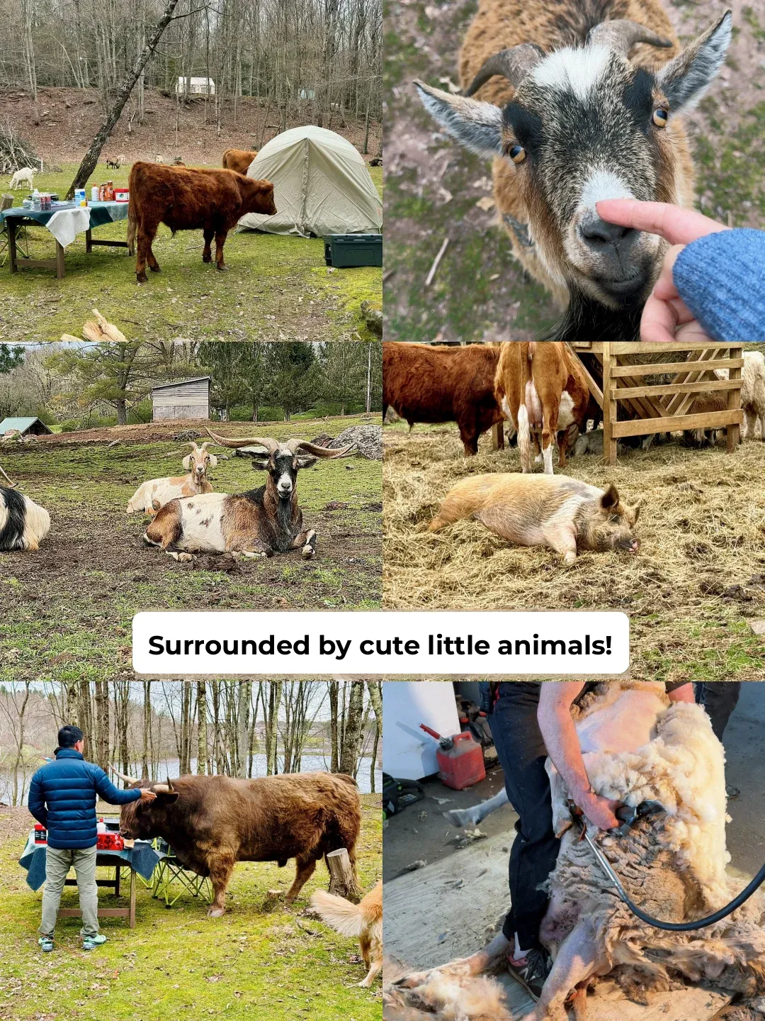 Top Camping Spots in NYC | Farm Stay ⛺️, Experience the Joy of Animal Cuddles