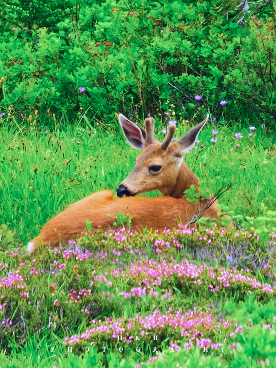 [Mountain Collection] The Ultimate Hiking Guide Around Seattle (Part 4)