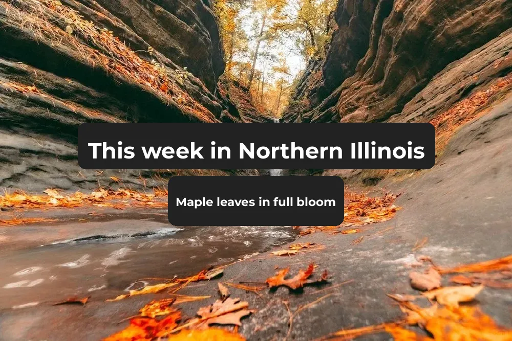 This Week! Northern Illinois Maple Leaves in Full Bloom ⛲️
