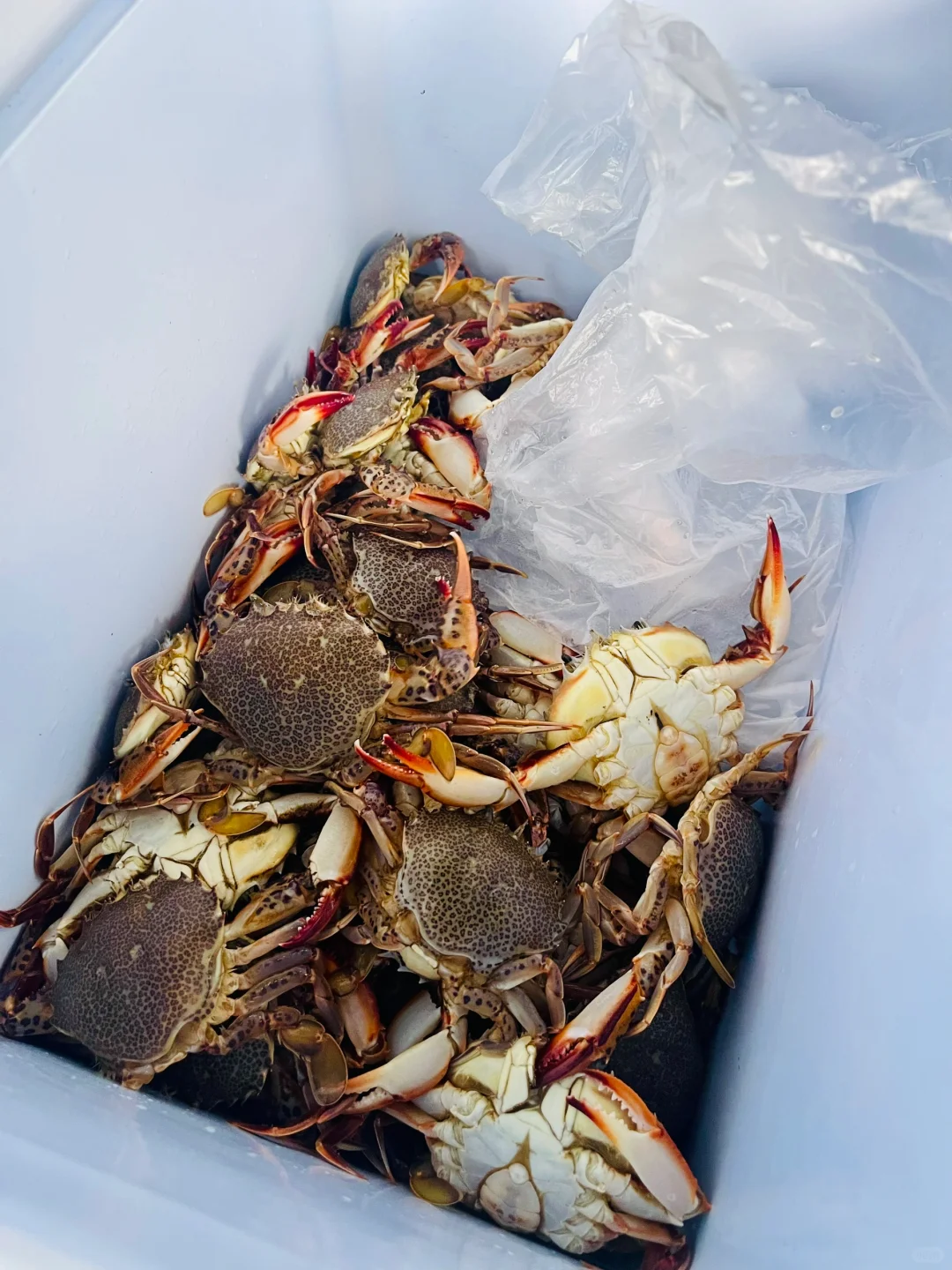 Experience the Joy of Crab Bucket Bliss in New York