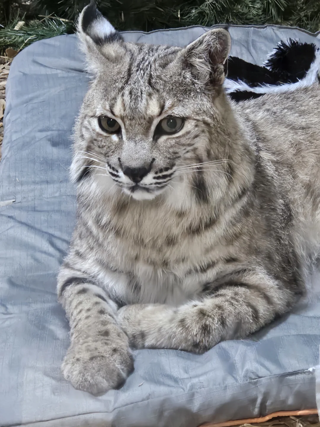 Free Animal Park in Upper Schuylkill, Philadelphia Suburb (PA 19468)