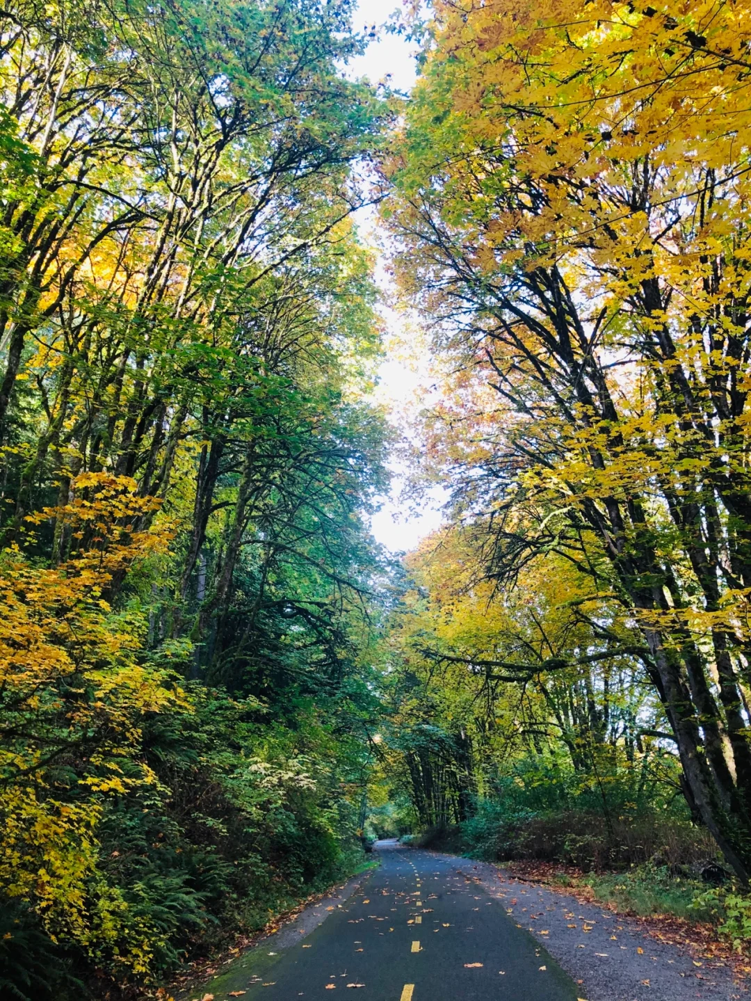 Seattle's Gorgeous Fall 🍂