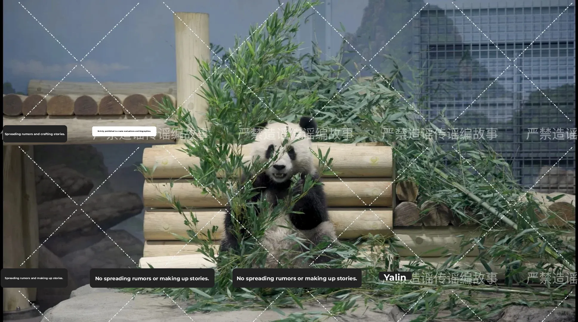 Introducing the New Look of the Washington Panda Pavilion