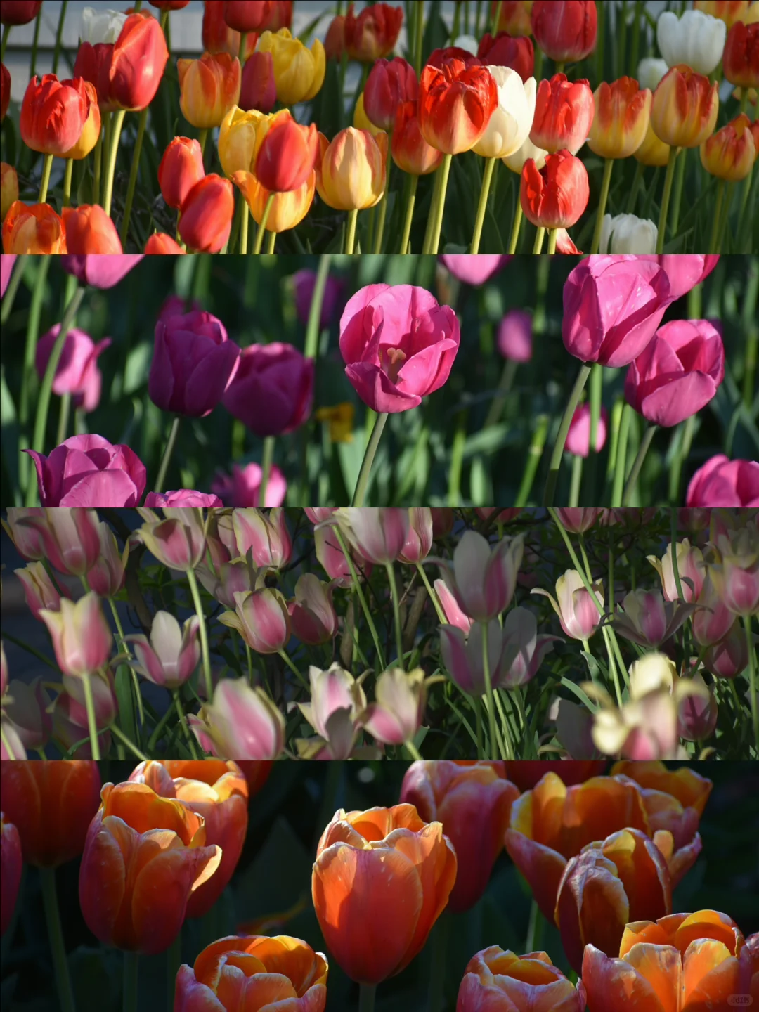 "Lilacia Park in Chicago: A Floral Wonderland Bathed in Sunlight with Stunning Tulips"