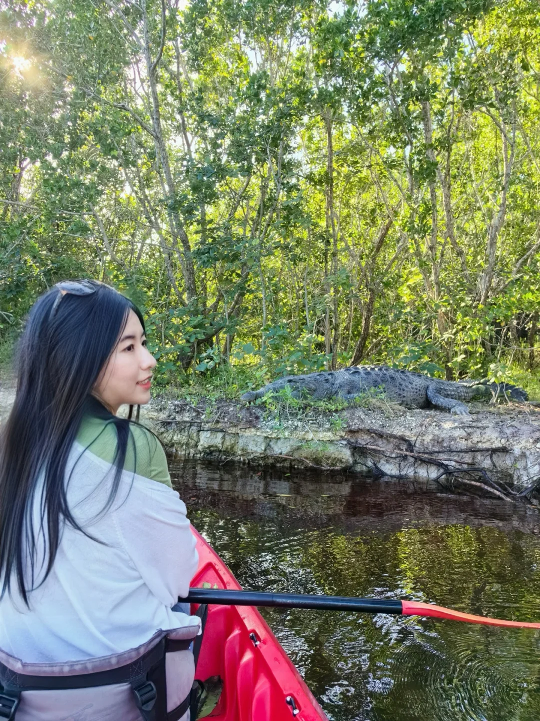Step-by-Step Guide to the Ultimate Everglades Alligator-Watching Experience! 🐊