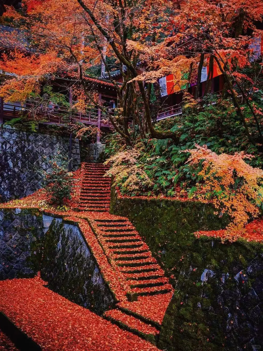 Fall in Love with Kyoto!!!