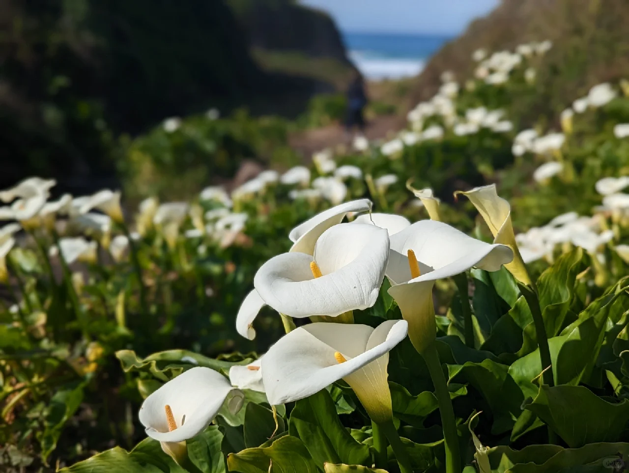 USA | A Day Trip in the Bay Area | Monterey