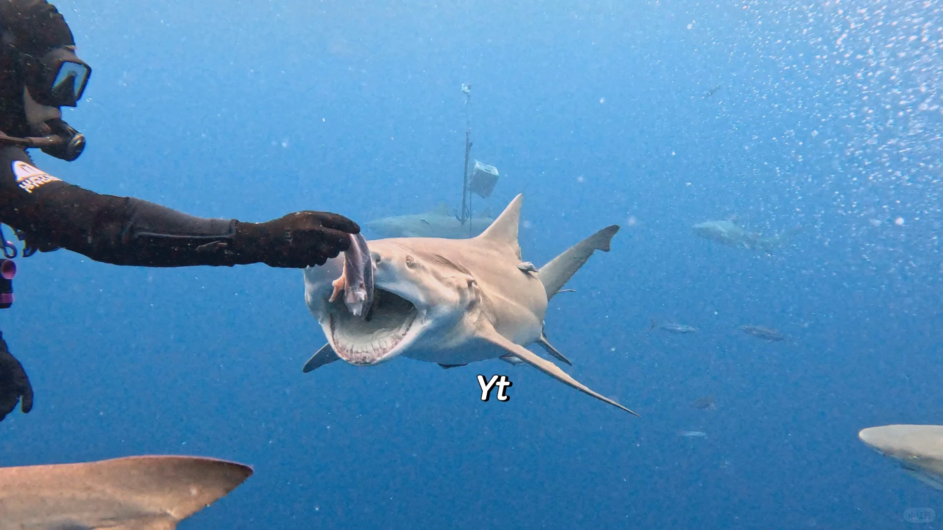 Miami Area Adventures | Epic Shark Dive – I Even Saw a Tiger Shark!