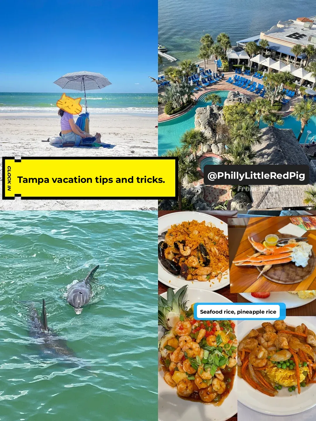 Ultimate Tampa Vacation Guide! Beaches 🏖️ Dolphins 🐬 Food & Sunsets