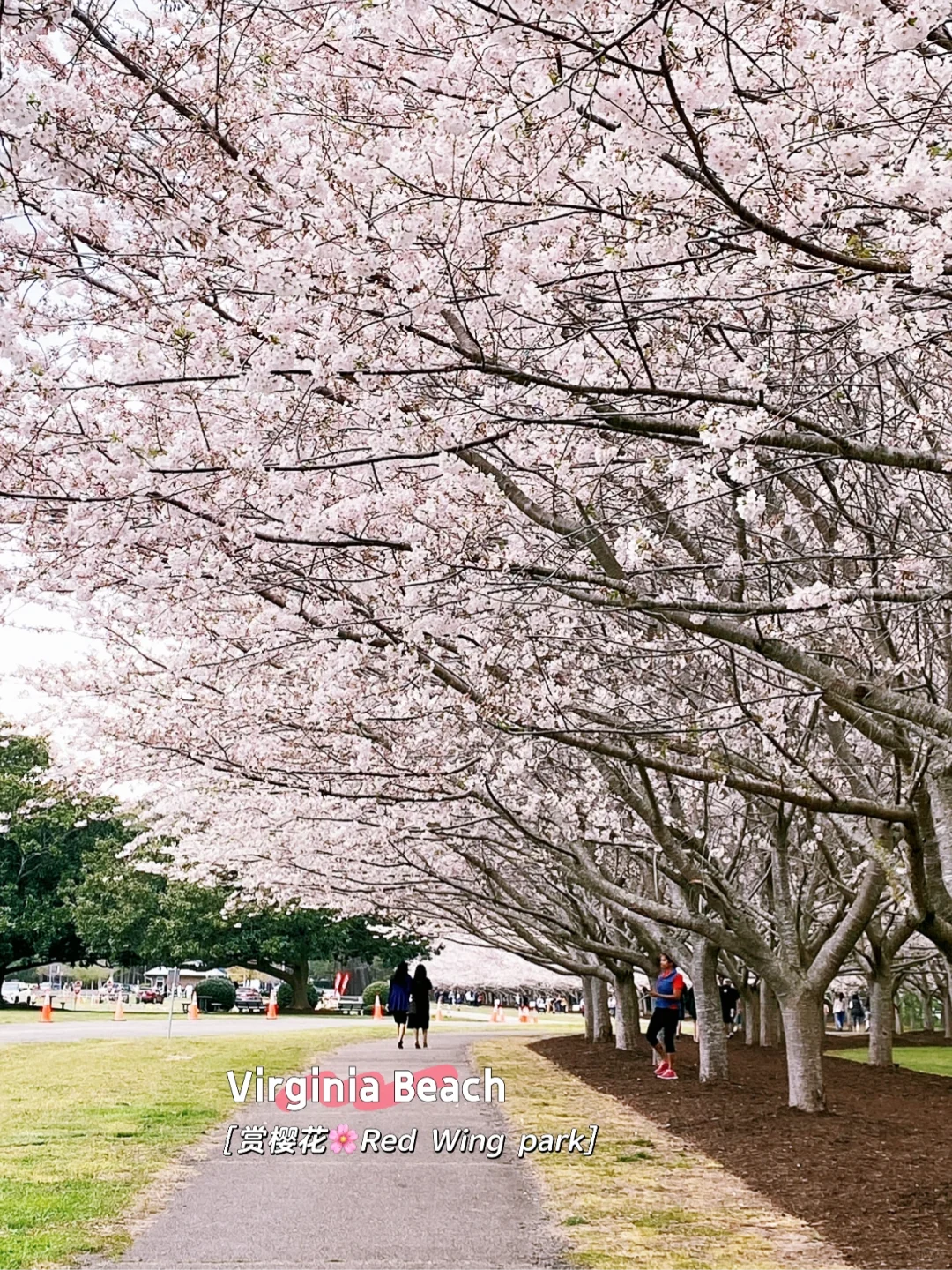 Best Spots to Enjoy Cherry Blossoms in Virginia Beach This Spring
