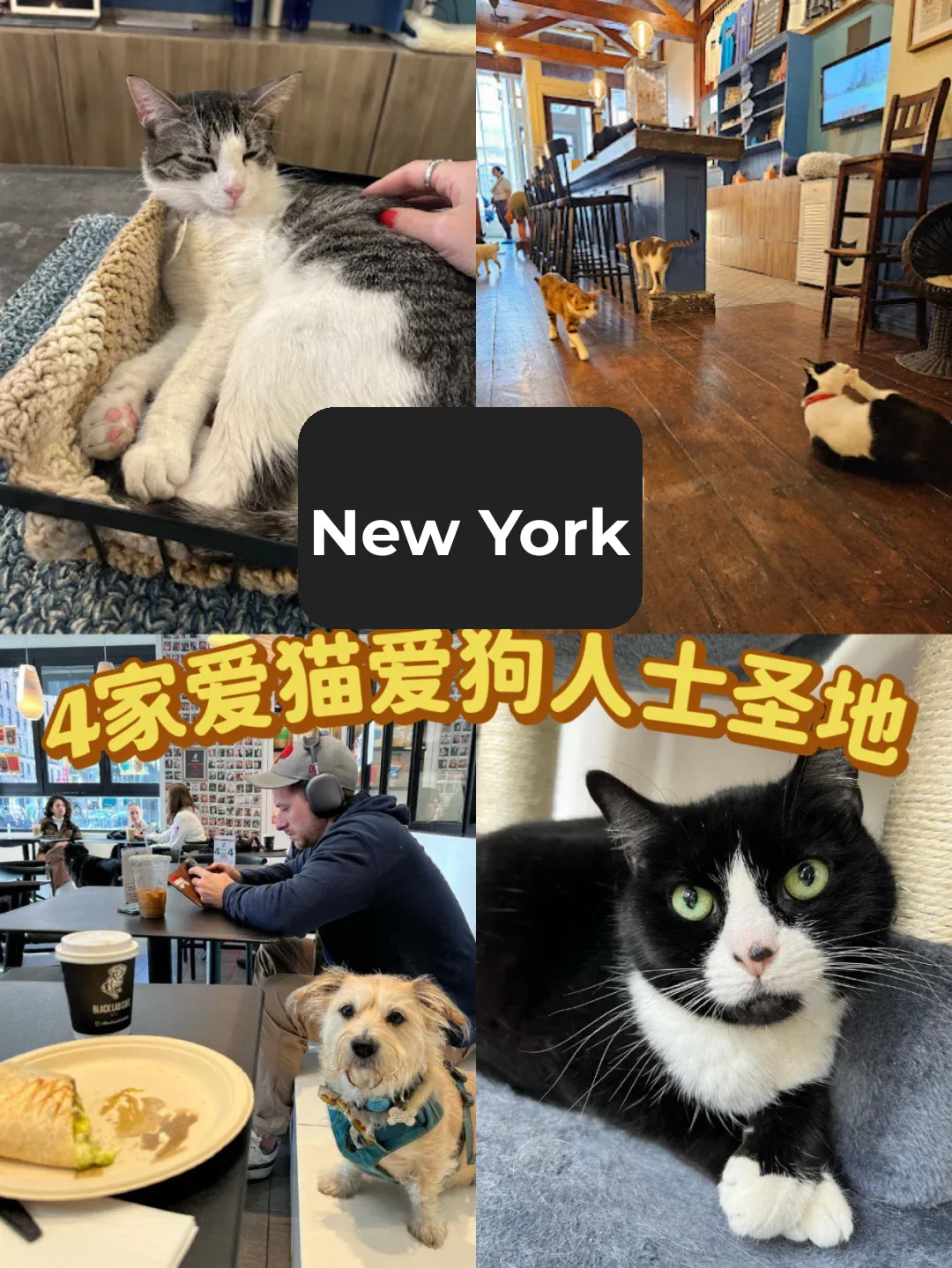 "Family! Finally achieved the ultimate freedom of petting cats and dogs in New York!"