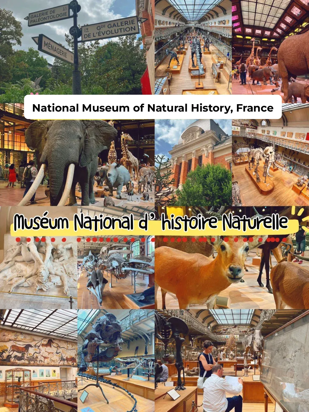 🇫🇷 France | Paris National Museum of Natural History 🦒🐘🐻