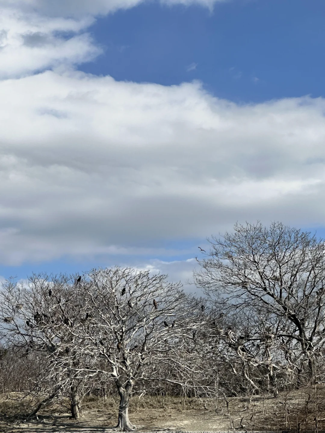 🦄 Tokyo's Ultimate Kid-Friendly Spot: Odaiba Seaside Park