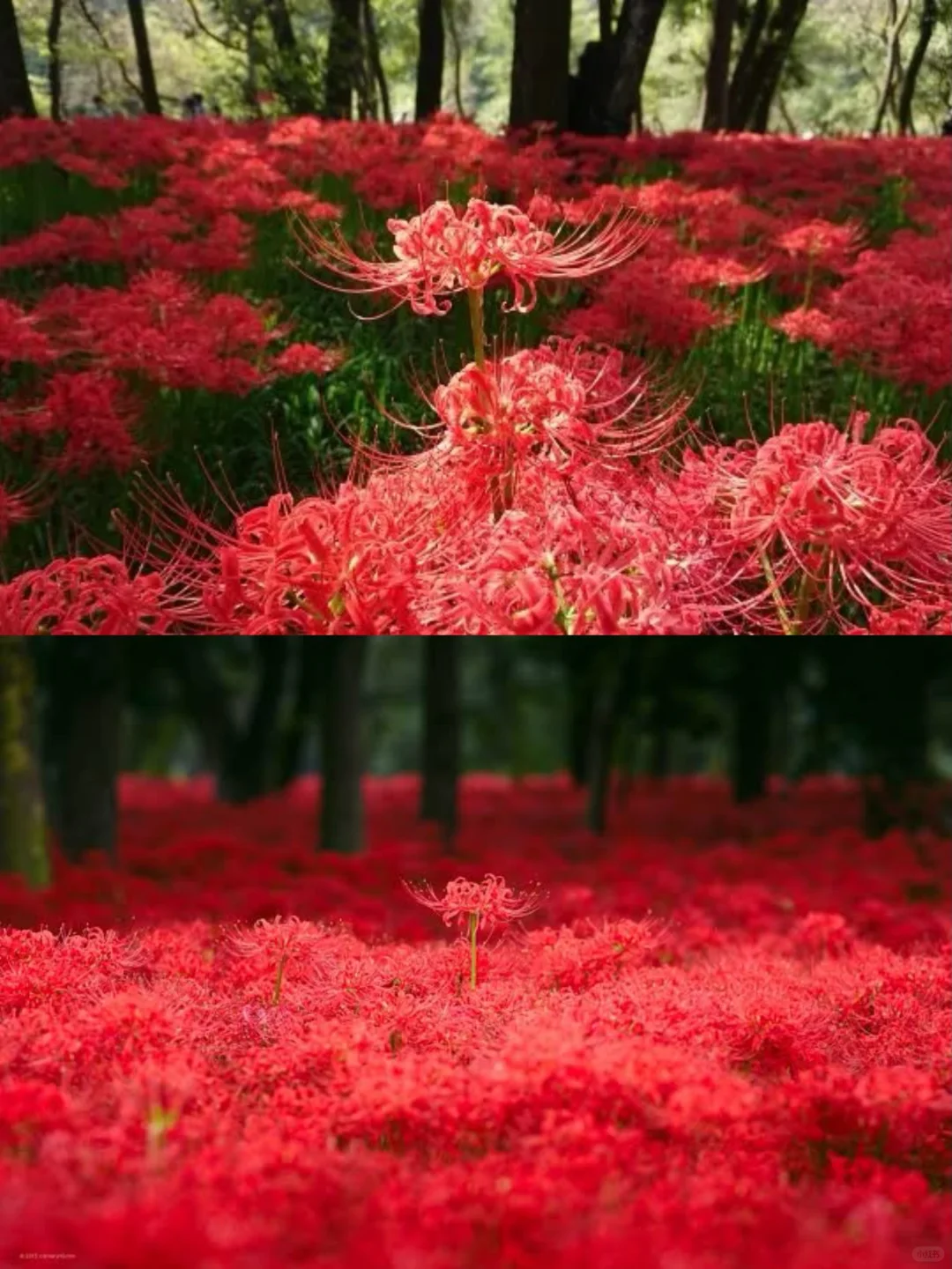 9/18～10/2 🌹 Stunning Spider Lily Fields Near Tokyo! ❗️