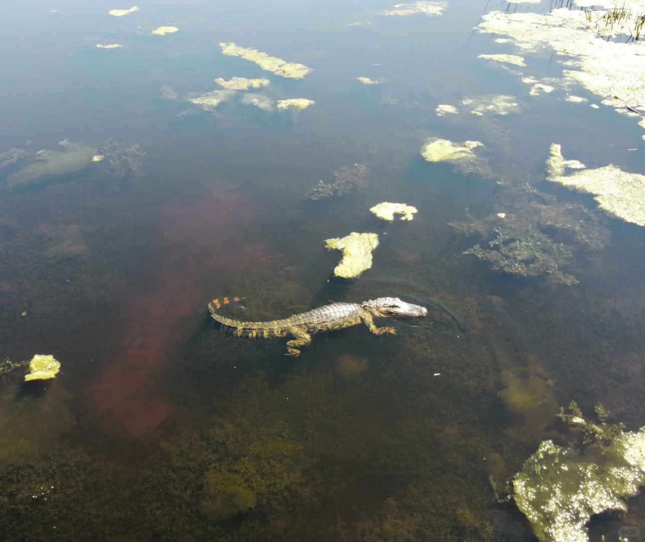 Must-See in Houston: Giant Alligators! 🐊