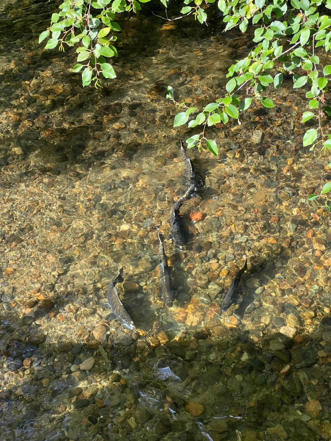 I highly recommend everyone to check out the Salmon Days Festival in Seattle! ❗️