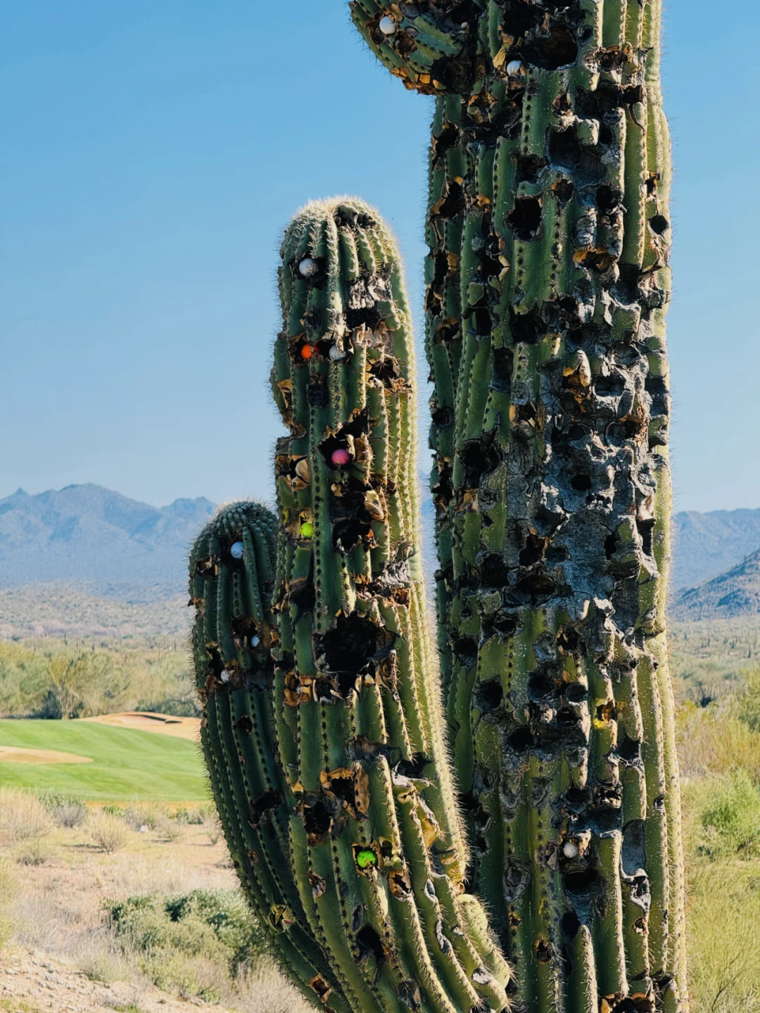 Travel Guide | Hidden Golf Paradise in North America 🌵