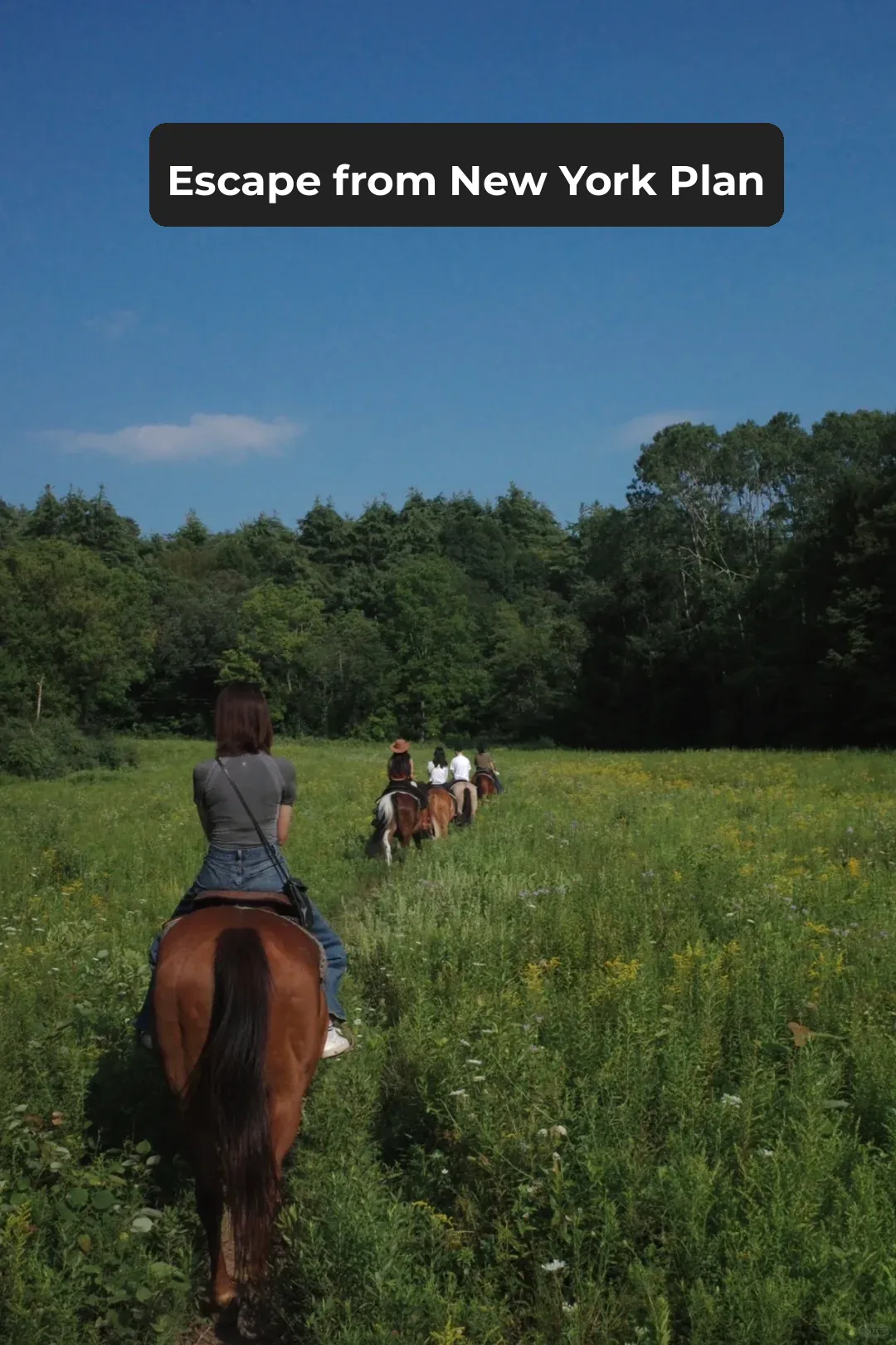 Escape Manhattan Plan | 🐎 Galloping Through a Living Landscape Painting
