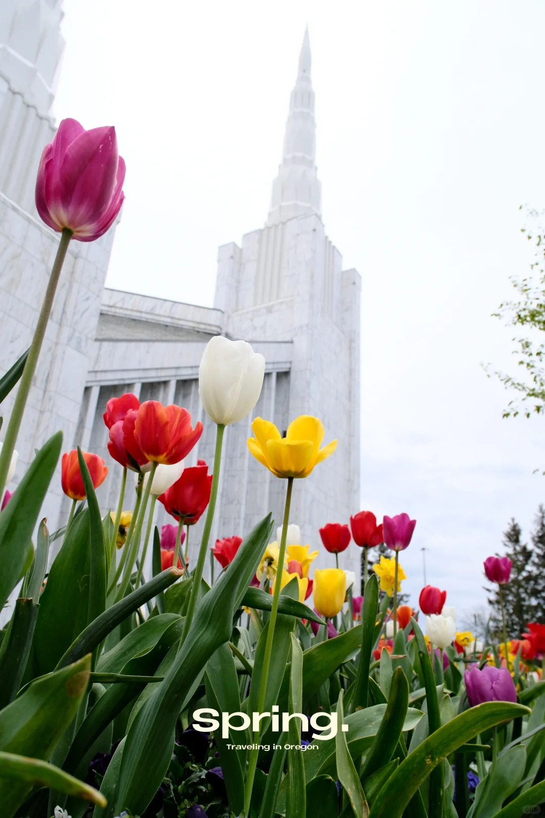 "April in Oregon: Embracing the Beauty of Spring 🌷"