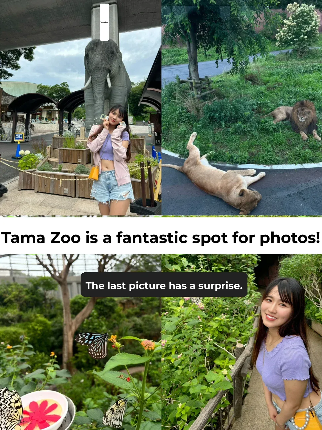 🇯🇵 Study Abroad | Tama Zoo in Tokyo: A Must-Visit Destination