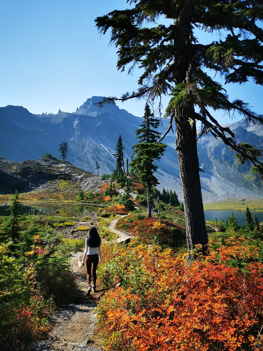 2-Hour Drive from Vancouver 🍁 Unmissable Fall Scenery! Must Visit Once