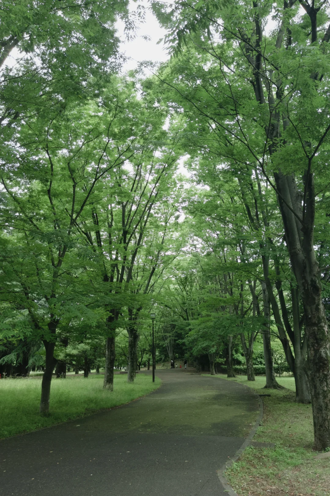 Tokyo Park Tour, Hit Five in One Day