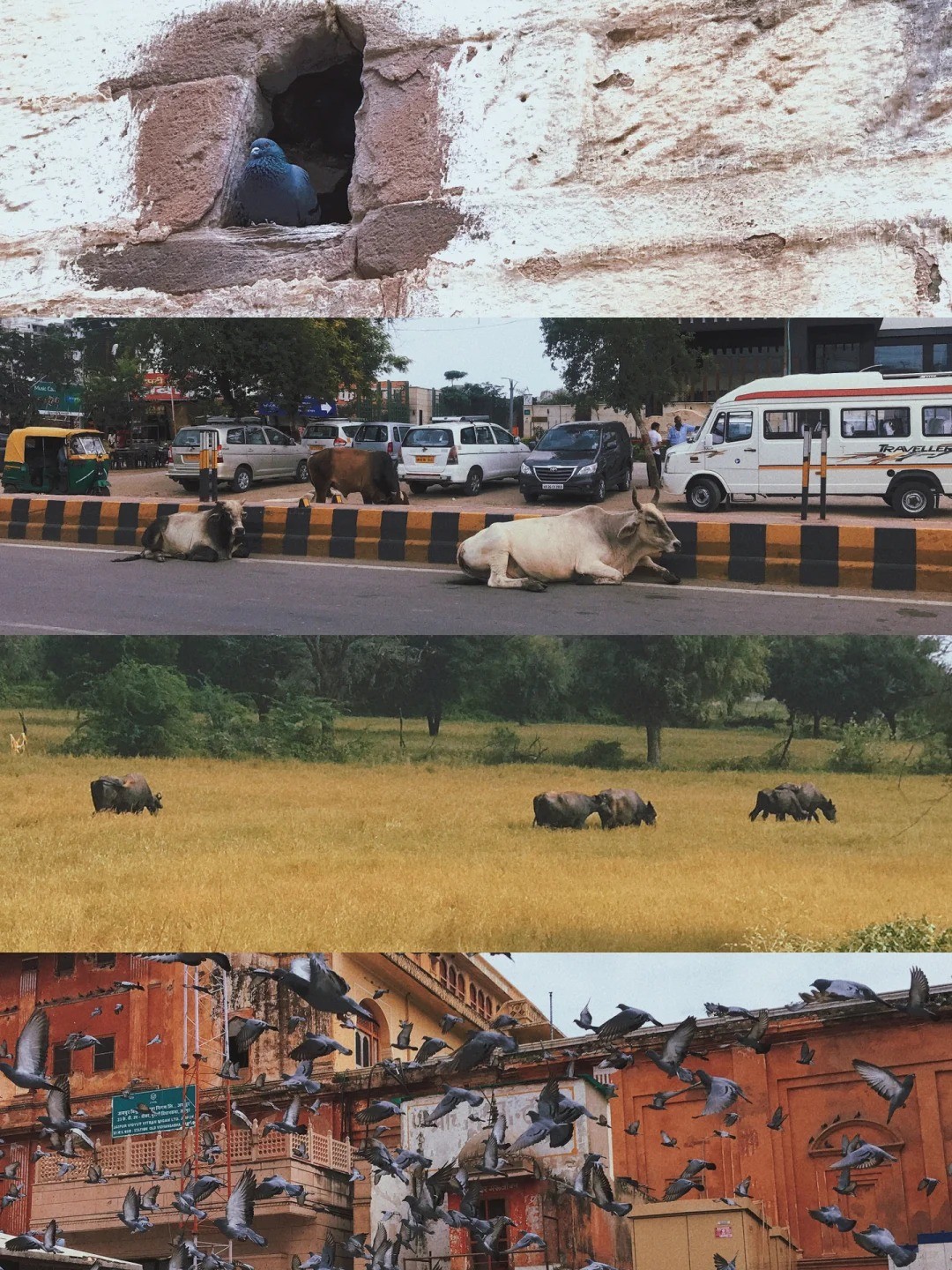  Rajasthan Travel Highlights & Tips