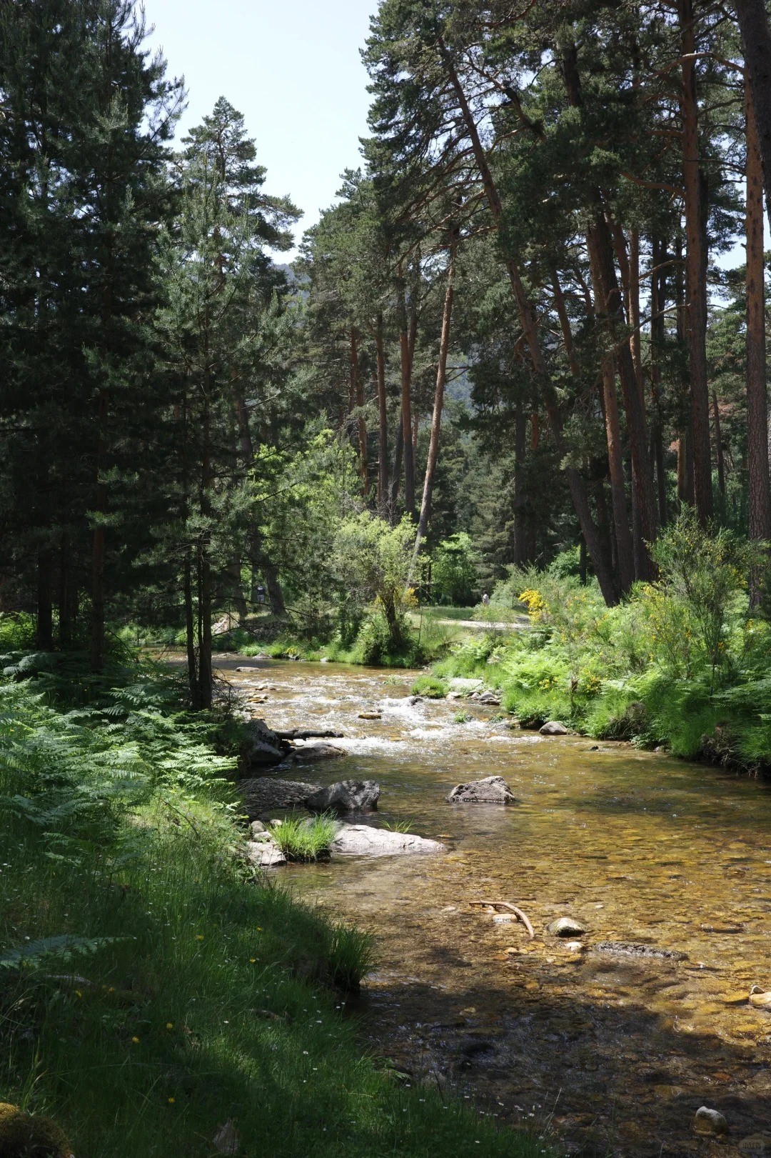 🇪🇸 Weekend Escape: Hidden Forest Oasis Near Madrid! 🌲💦