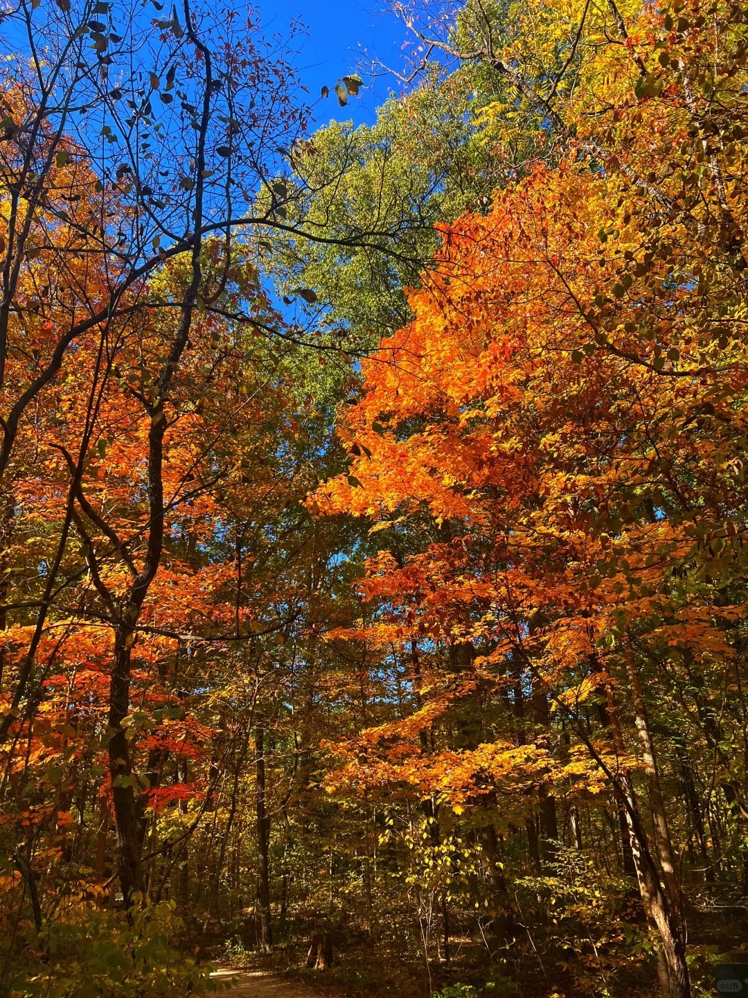 Columbus OH Fall Foliage Report 🍂 by Antoine Girard | WanderBoat AI ...
